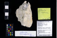 Foto (Objekt + Etikett) von Pithonoton rusticum (Patrulius, 1966)  (NHMW-GEO-2017-0089-0028)